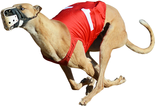 Greyhound PNG HD Quality