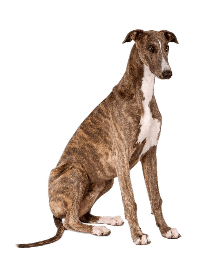 Greyhound PNG Photo Image