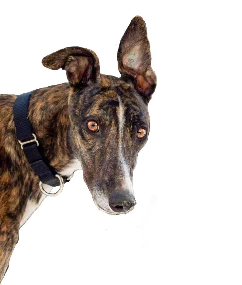 Greyhound Transparent Background