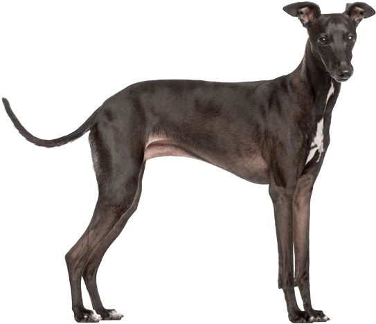 Greyhound Transparent File