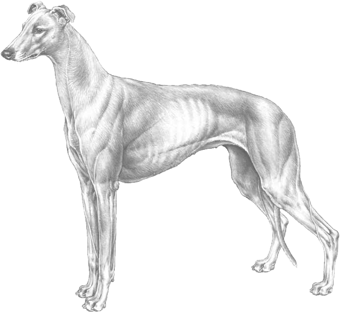 Greyhound Transparent Free PNG