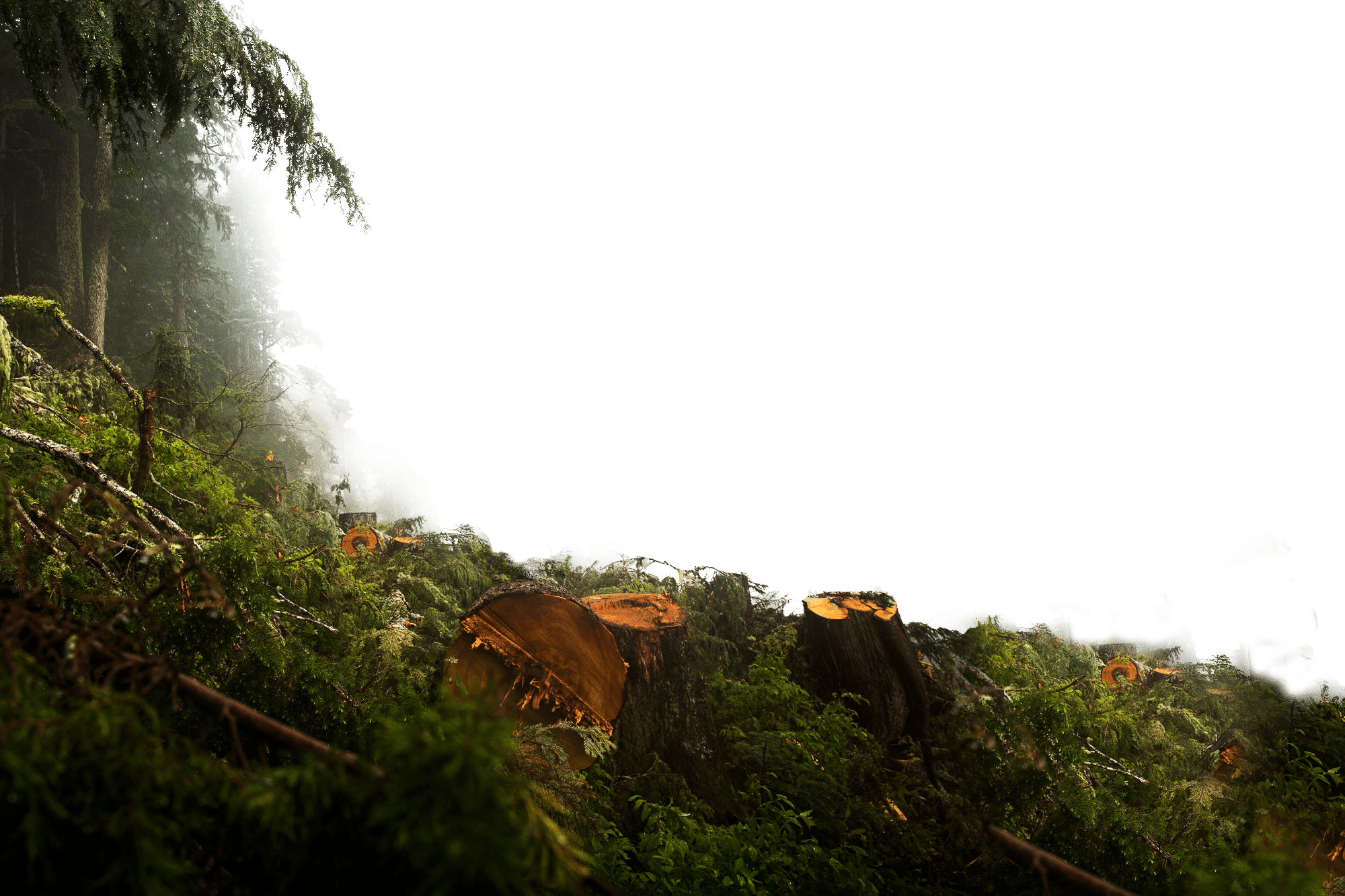 Jungle Download Free PNG