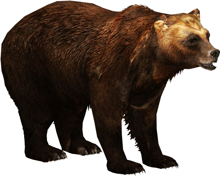 Kodiak Brown Bear Download Free PNG