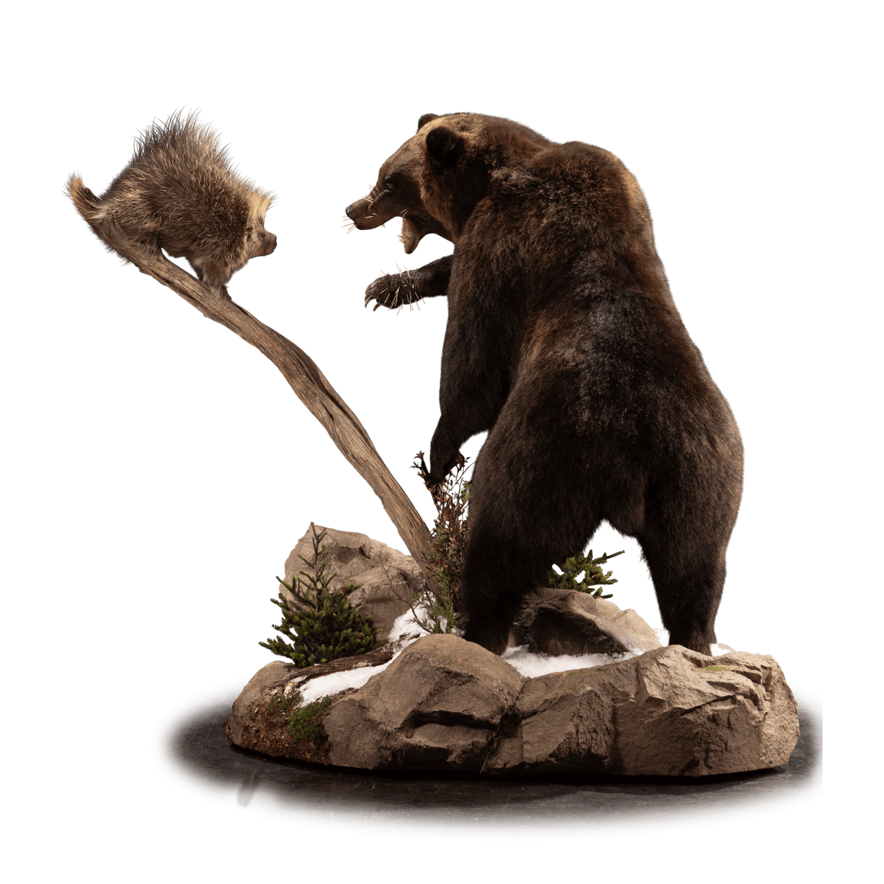 Kodiak Brown Bear Transparent Background