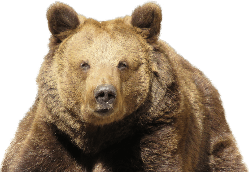 Kodiak Brown Bear Transparent Free PNG