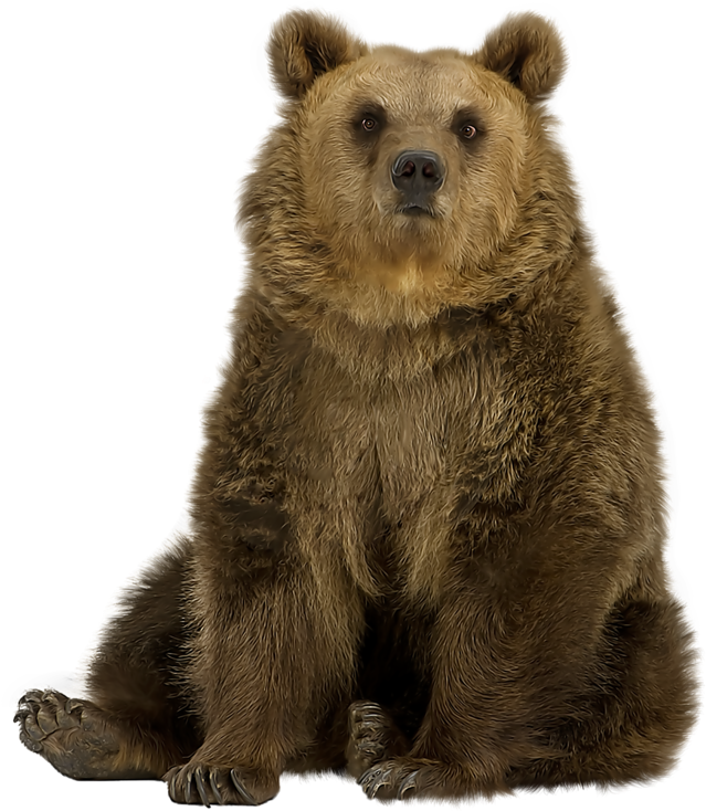 Kodiak Brown Bear Transparent Image