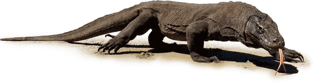 Komodo Dragon Transparent Free PNG
