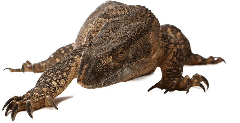 Komodo Dragon Transparent Images