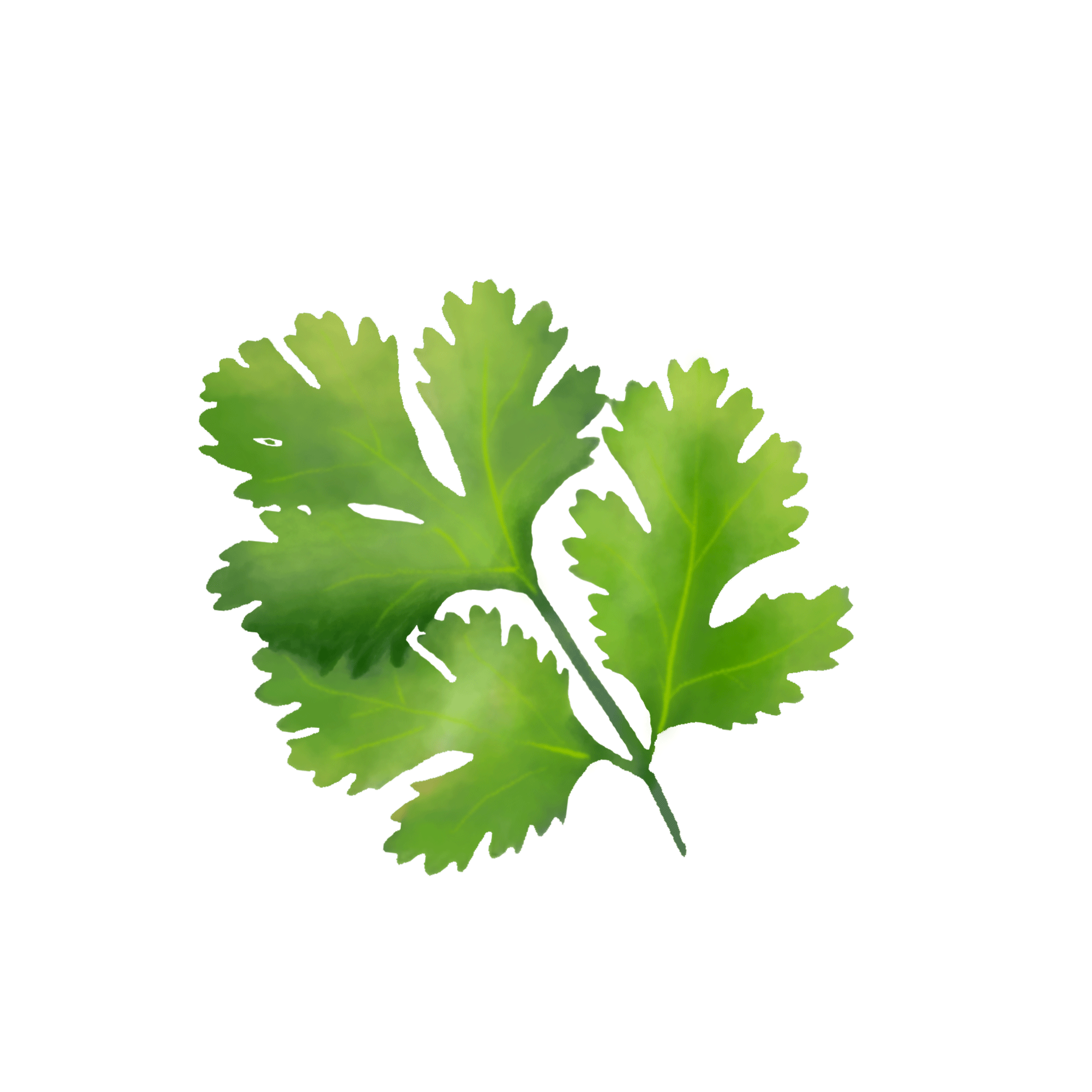 Leaves Background PNG Image