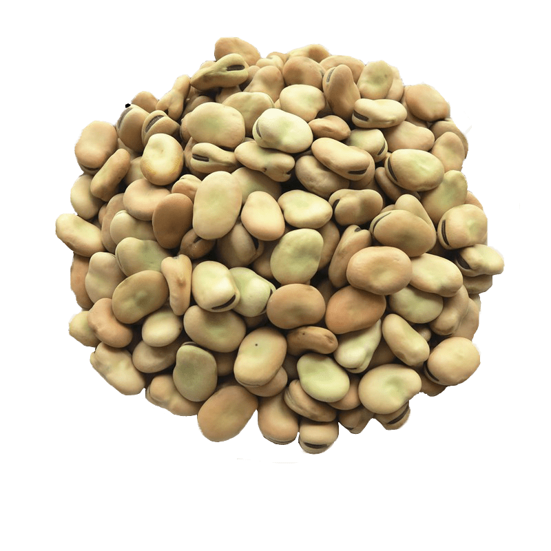 Lupini Beans Free PNG