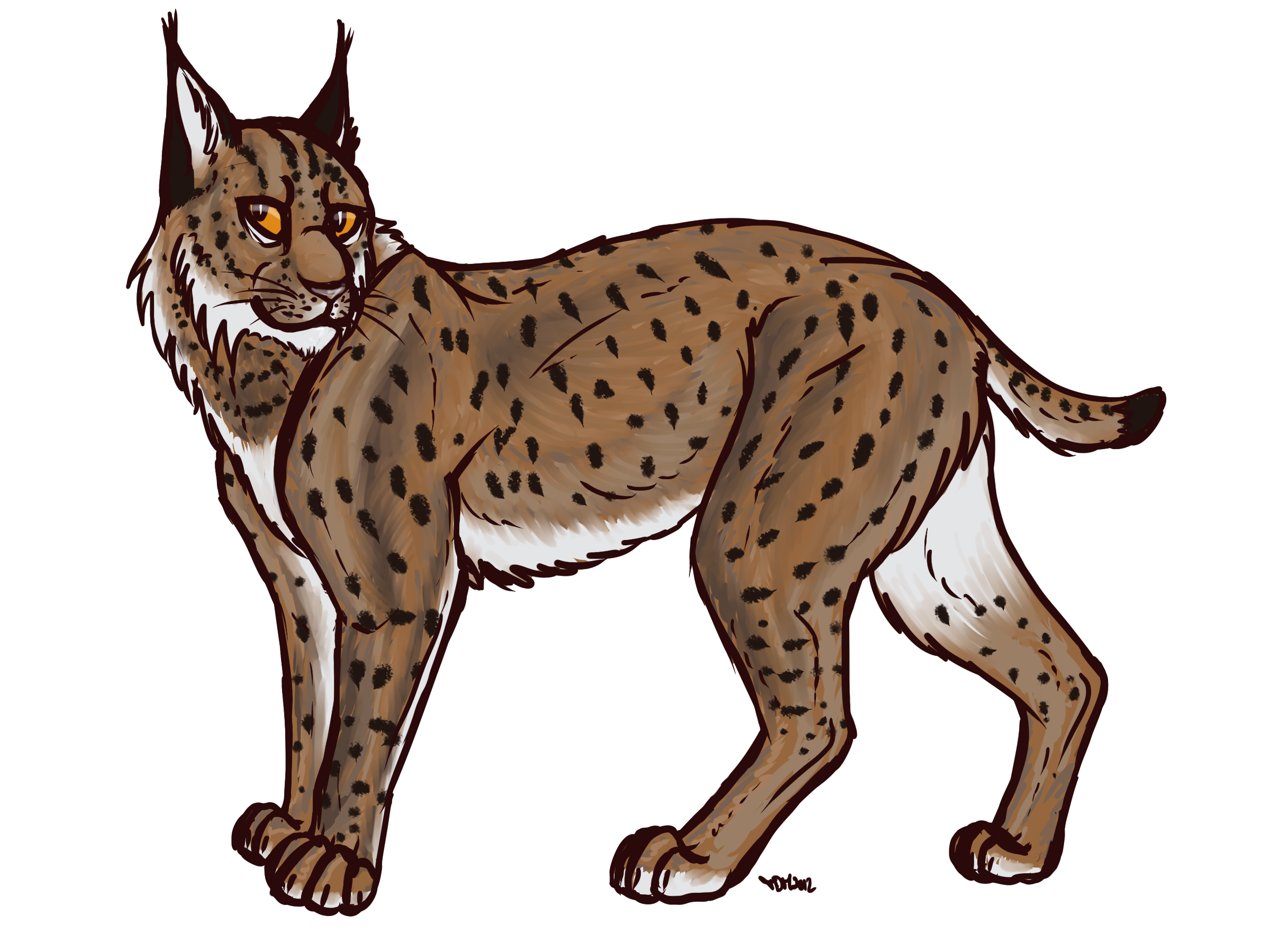 Lynxe Transparent Background