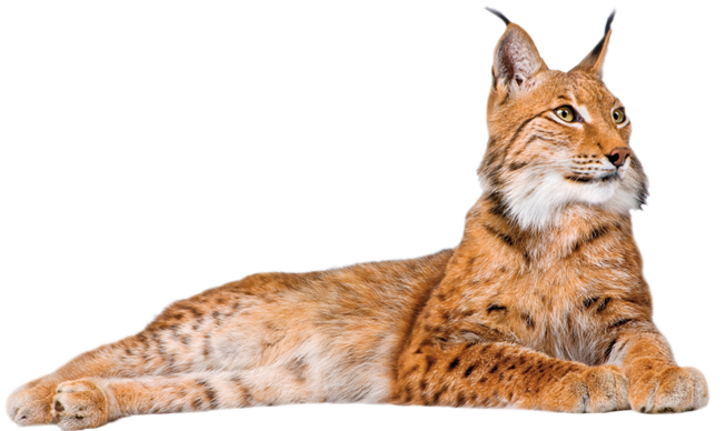 Lynxe Transparent File