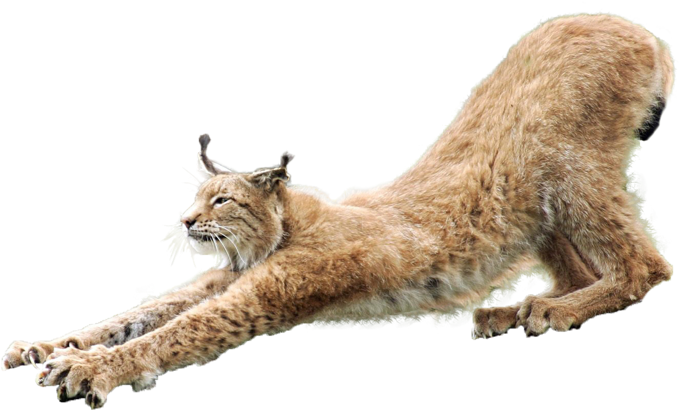 Lynxe Transparent PNG
