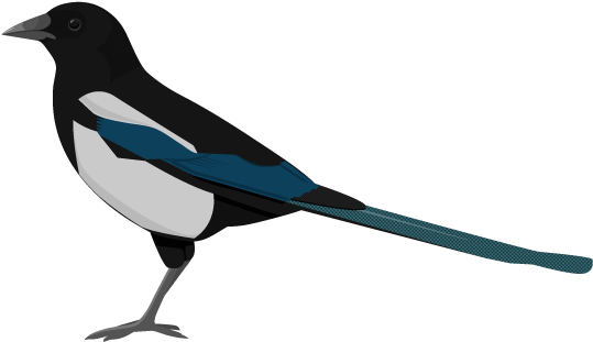 Magpie Clipart Background PNG