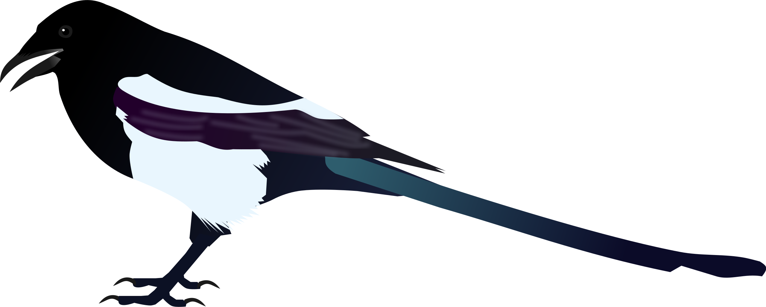 Magpie HD Quality PNG