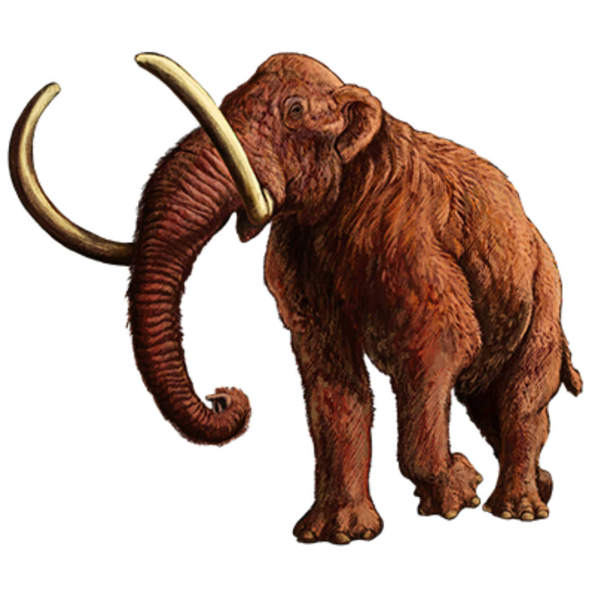Mammoth PNG Clipart Background