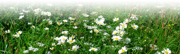 Meadow Free PNG