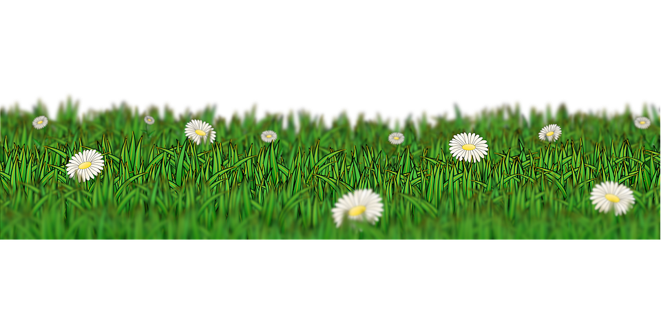 Meadow PNG Background