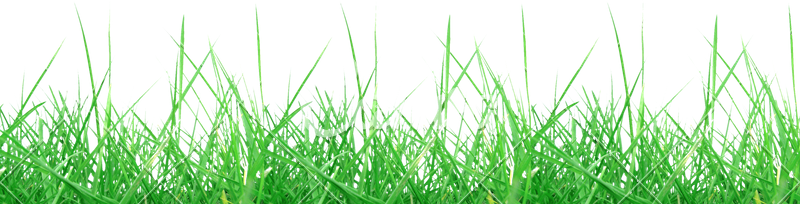 Meadow PNG HD Quality