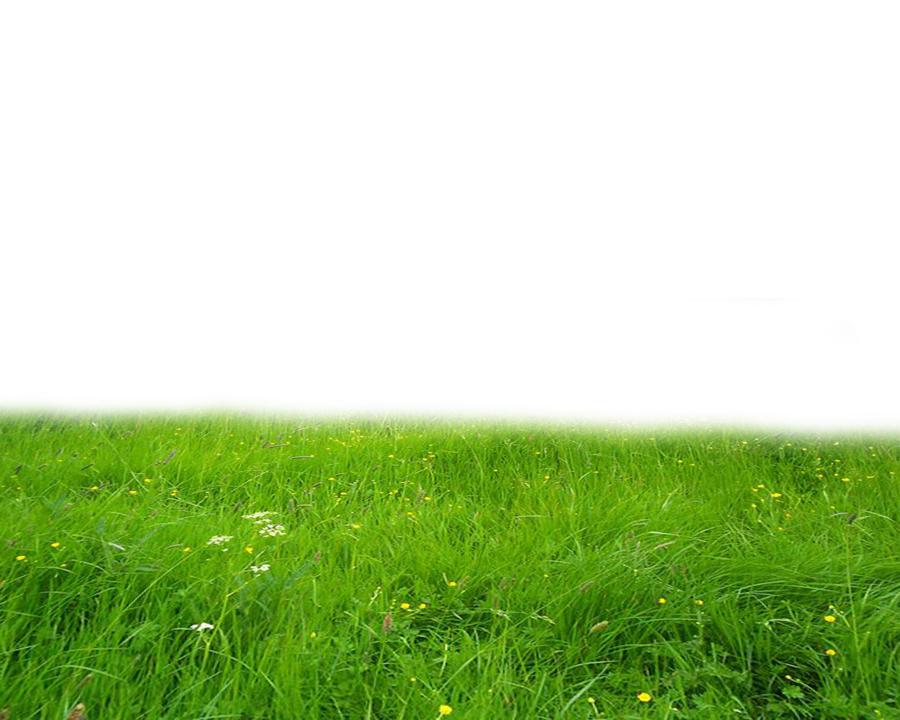Meadow PNG Pic Background