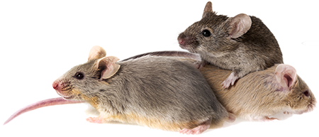 Mice PNG Photo Image