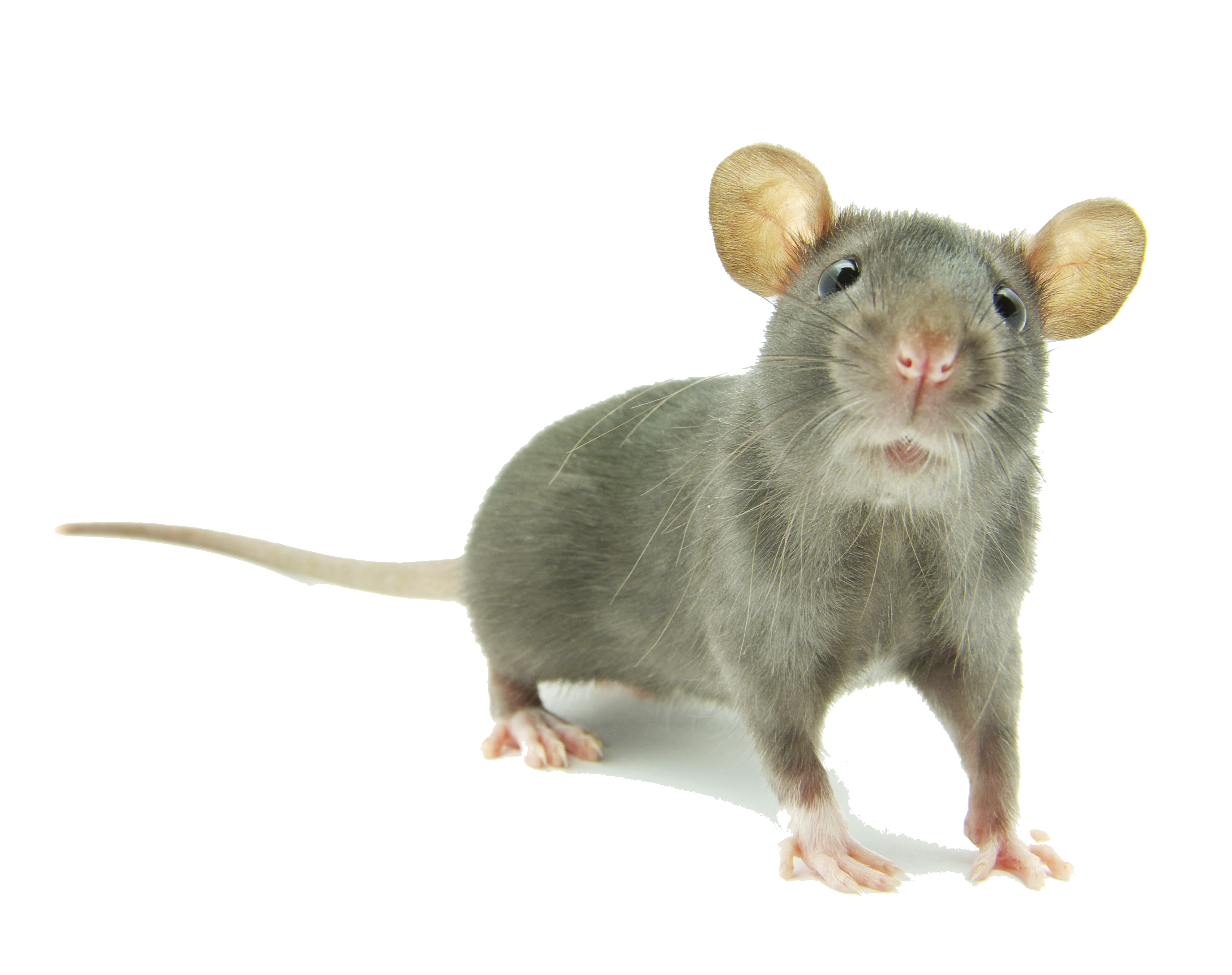 Mice PNG Pic Background