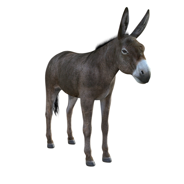 Mule PNG Photo Image