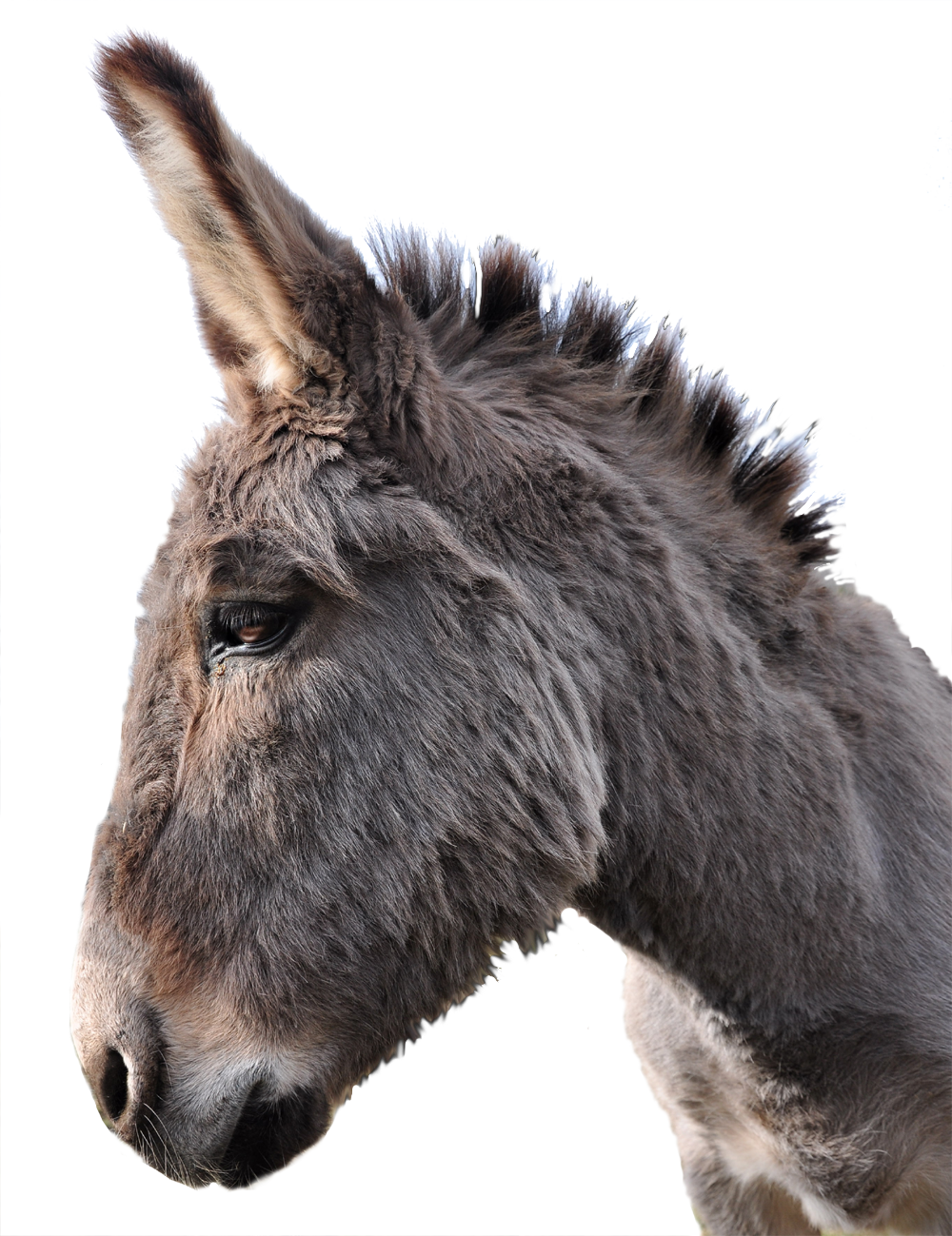 Mule PNG Pic Background