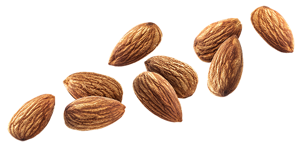 Nut Transparent Free PNG