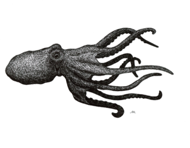 Octopuse Download Free PNG