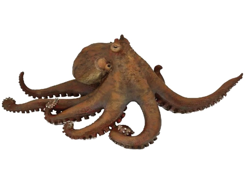 Octopuse Free PNG