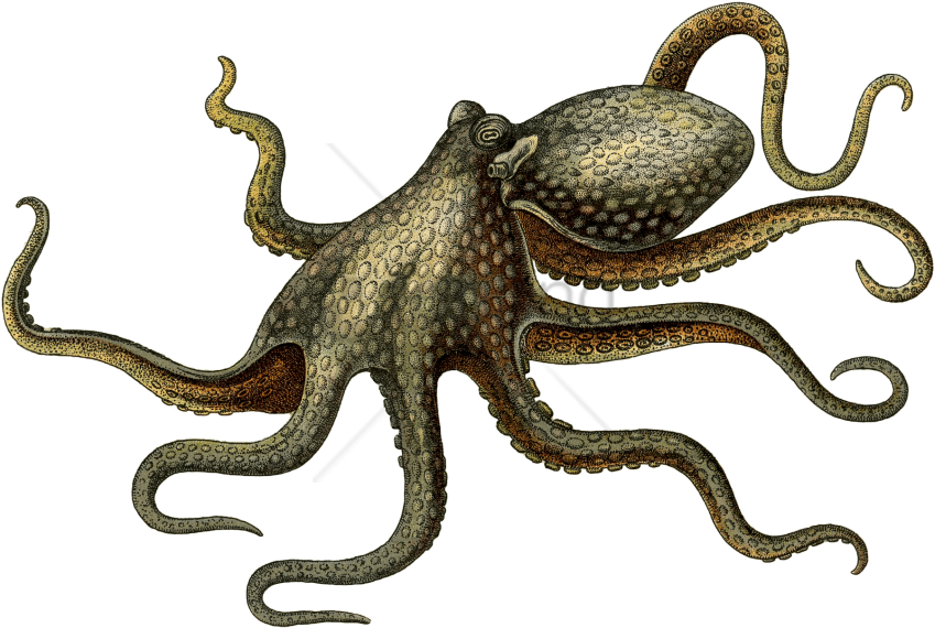 Octopuse PNG Free File Download
