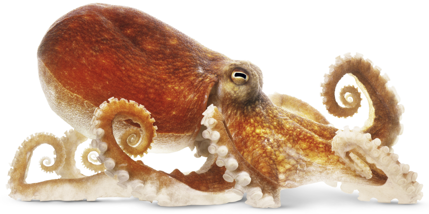 Octopuse PNG Photos