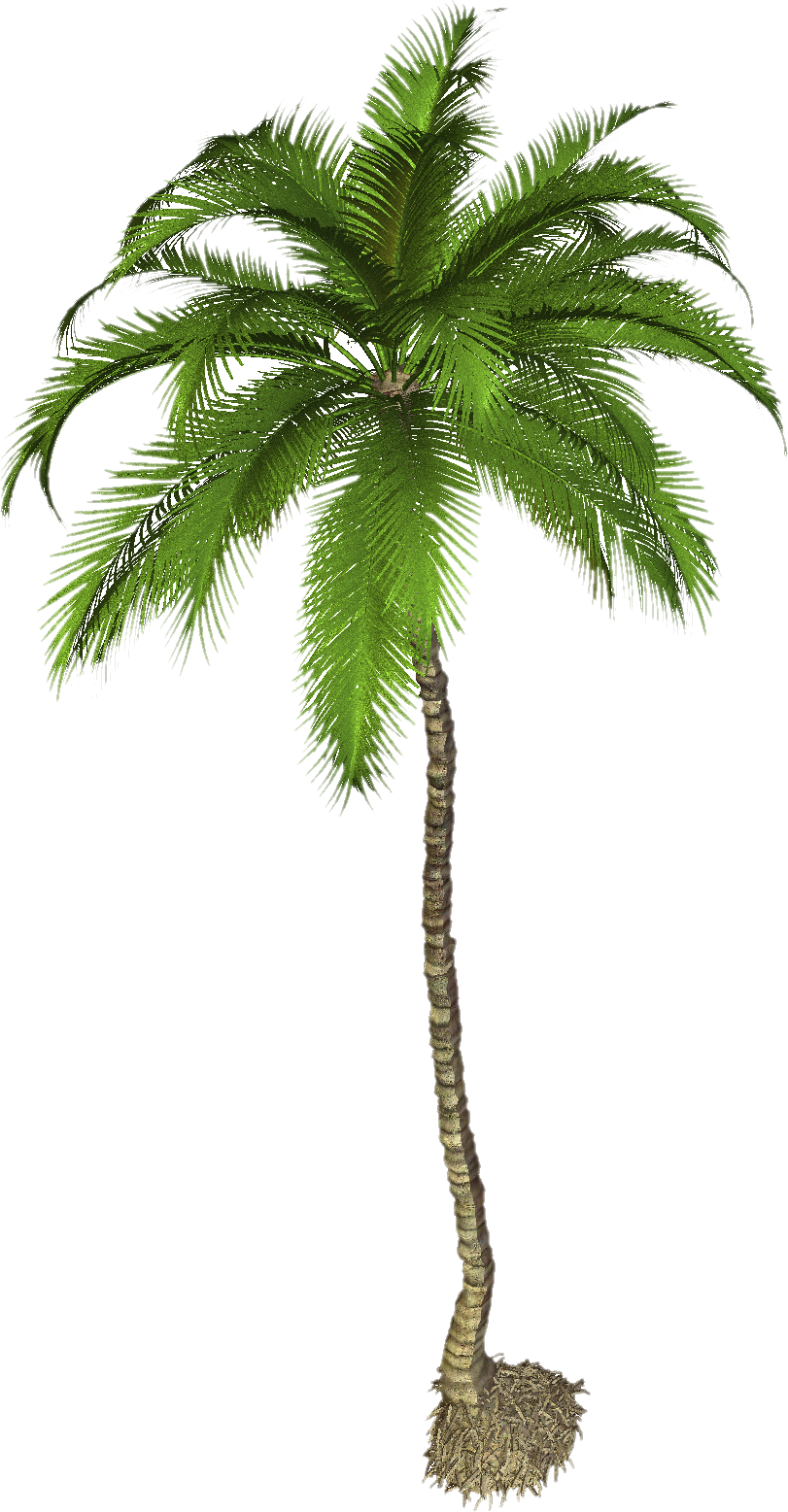 Palm Background PNG Image