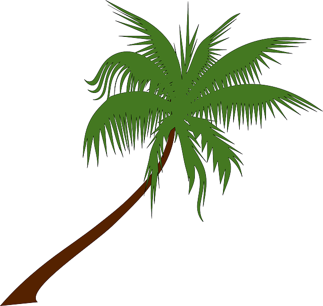 Palm Background PNG