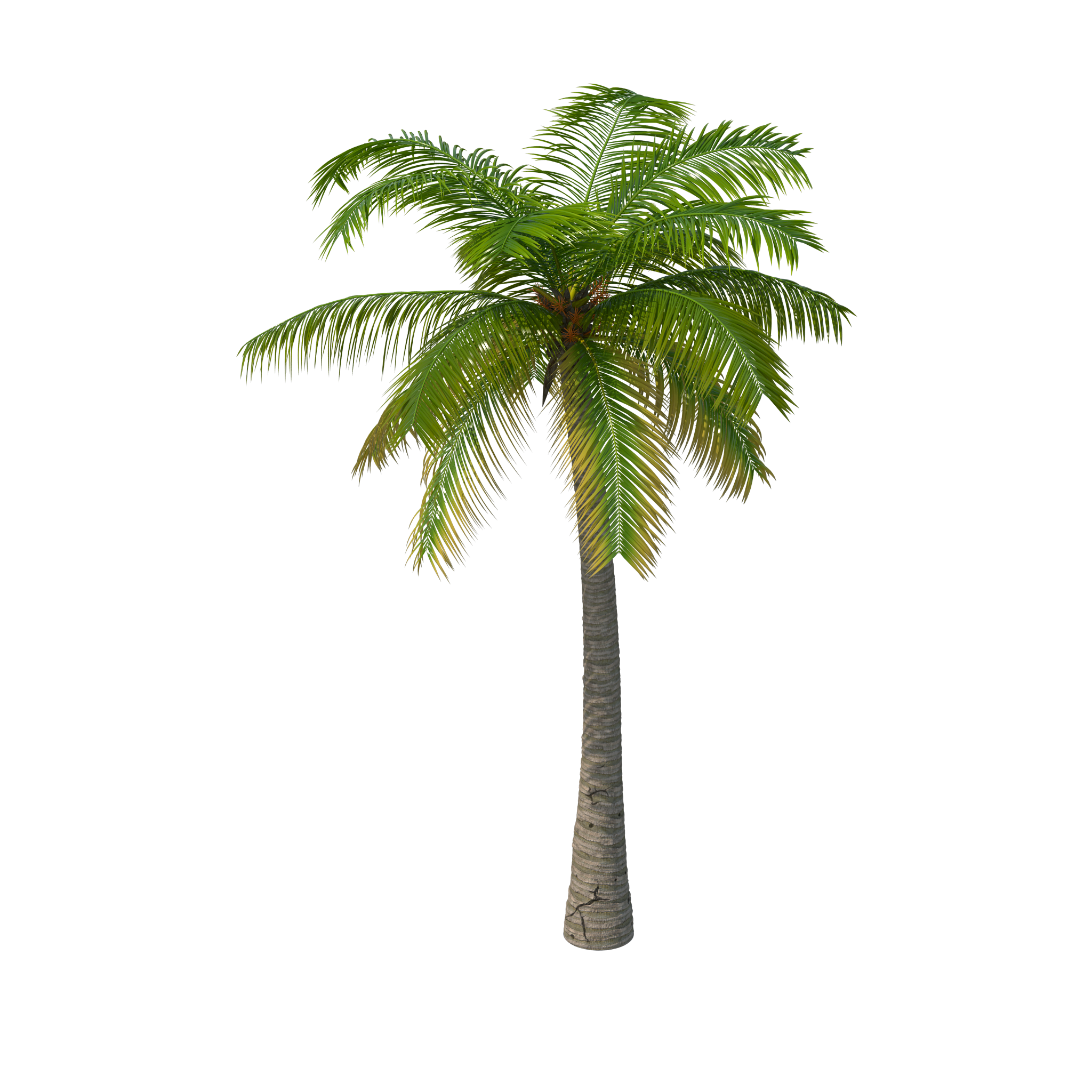 Palm Download Free PNG