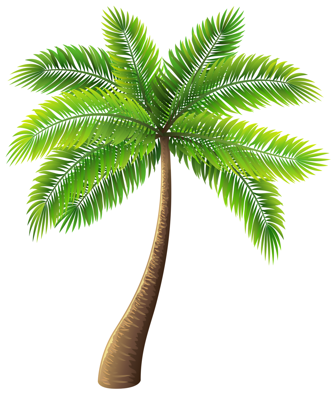 Palm PNG Clipart Background