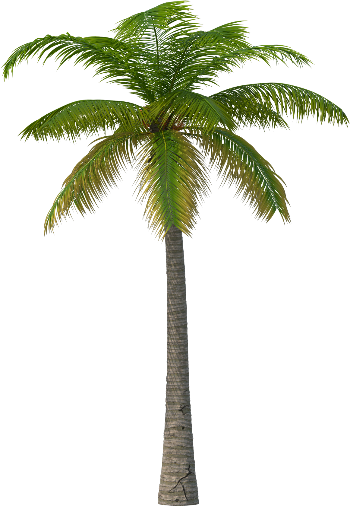 Palm PNG Images HD