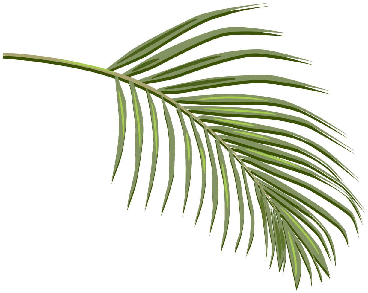Palm PNG Photo Image