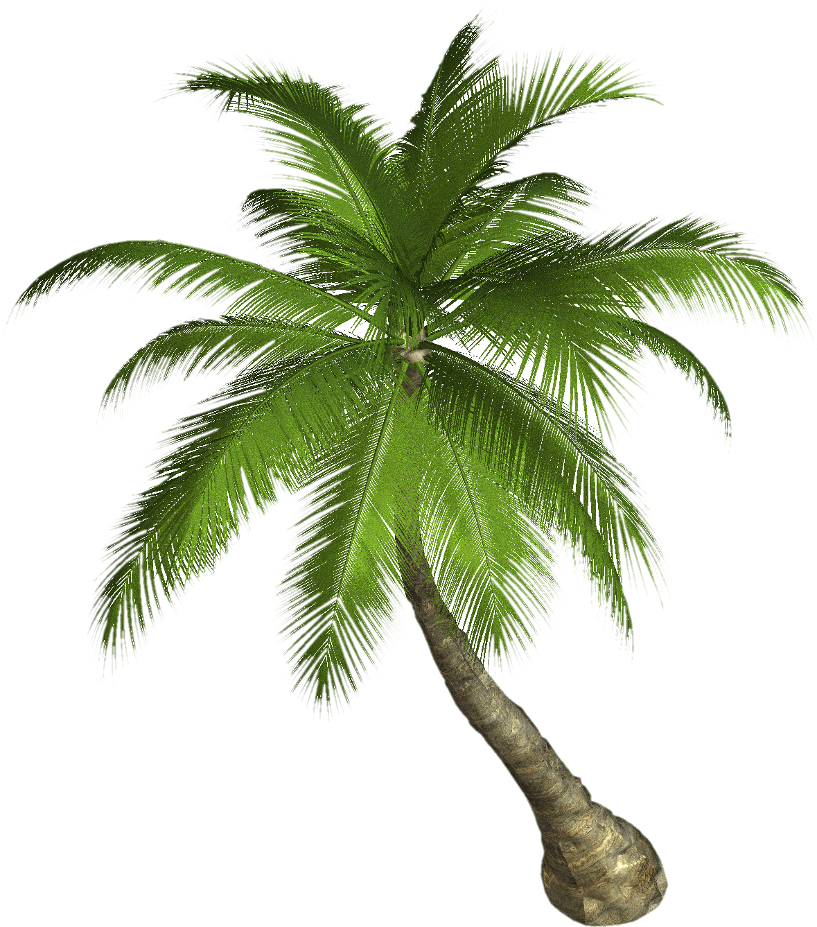Palm Transparent Background