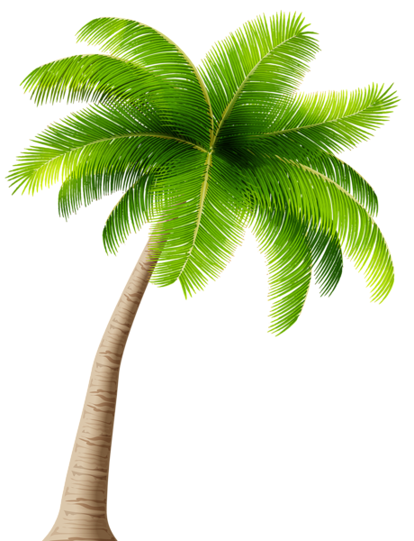 Palm Transparent PNG