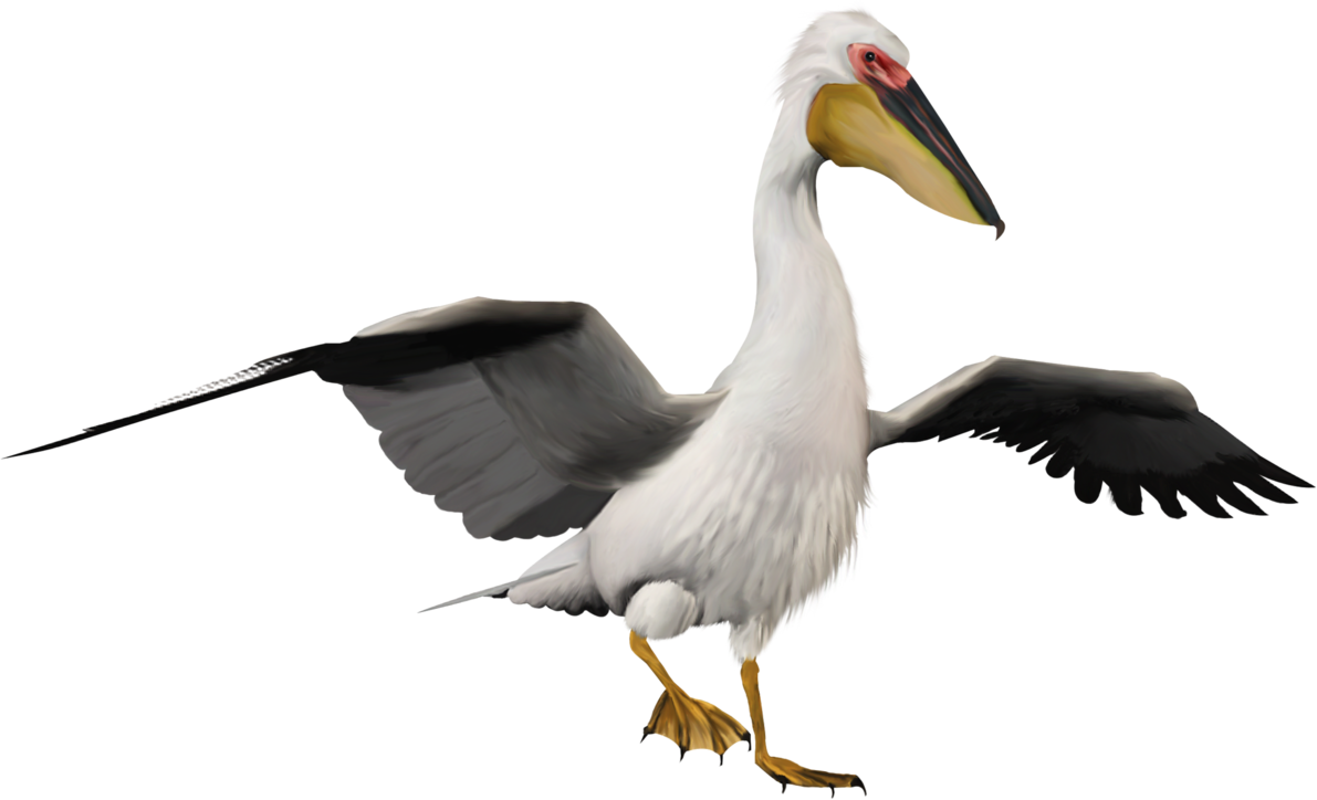 Pelicans Download Free PNG