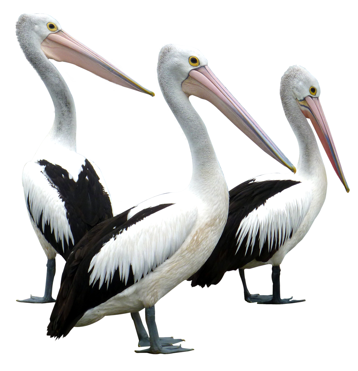 Pelicans Transparent Background PNG