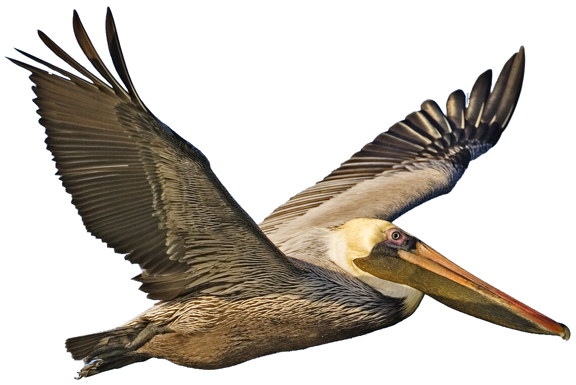 Pelicans Transparent Free PNG
