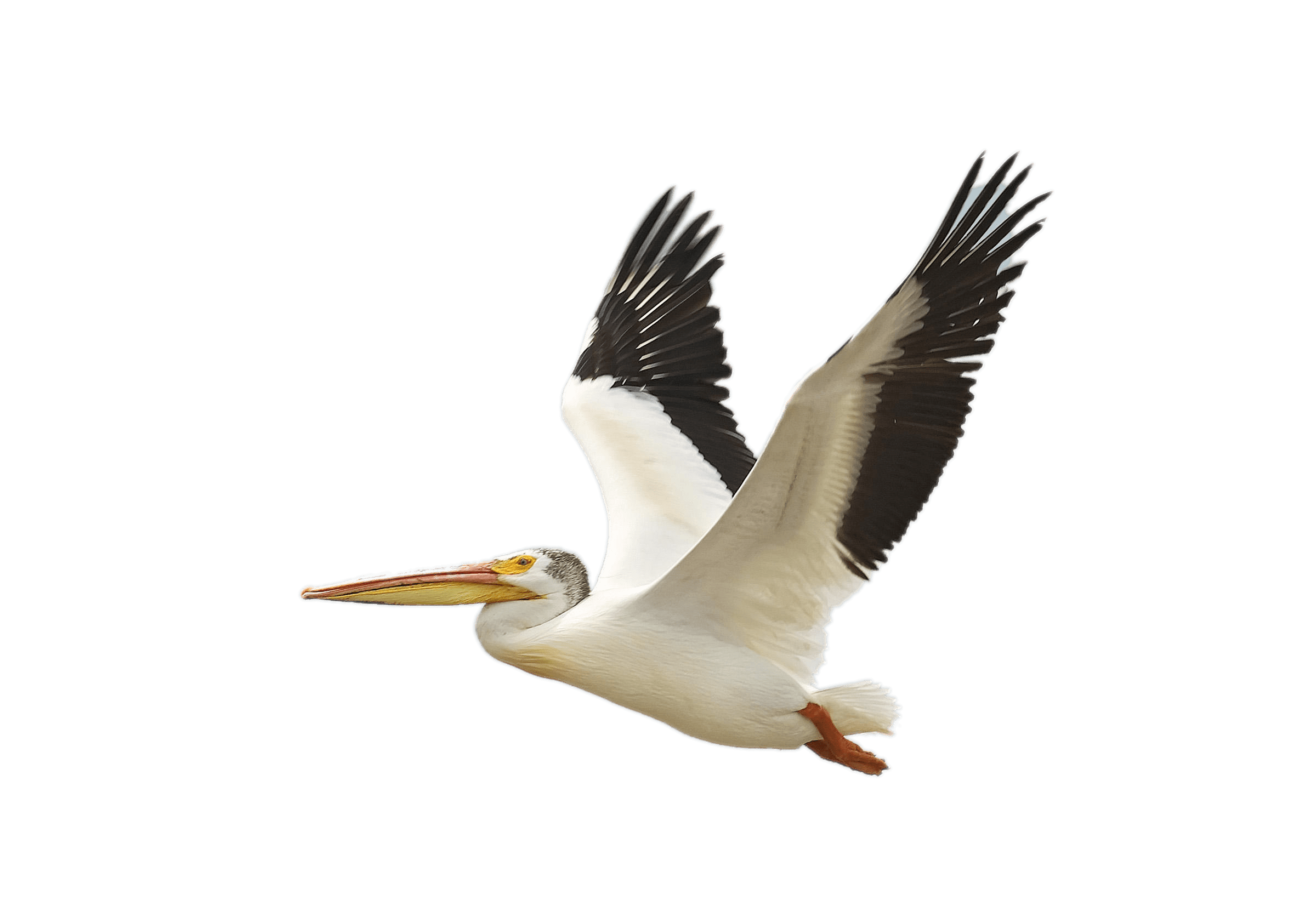 Pelicans Transparent PNG