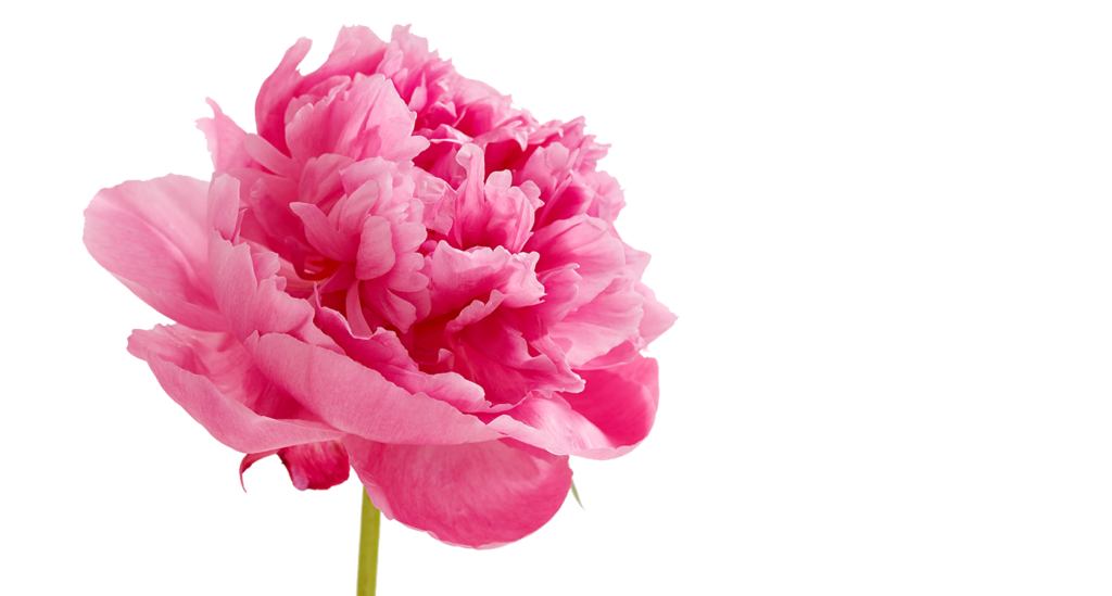 Peonies Background PNG