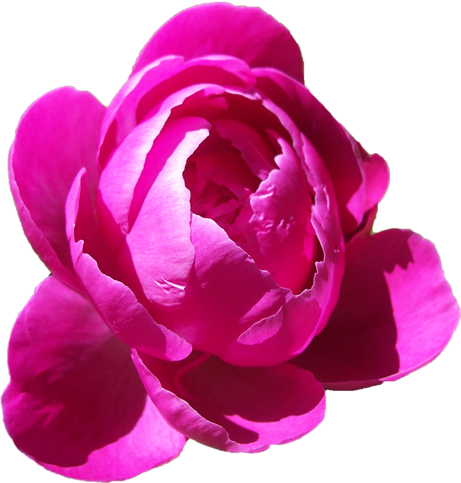 Peonies Free Picture PNG