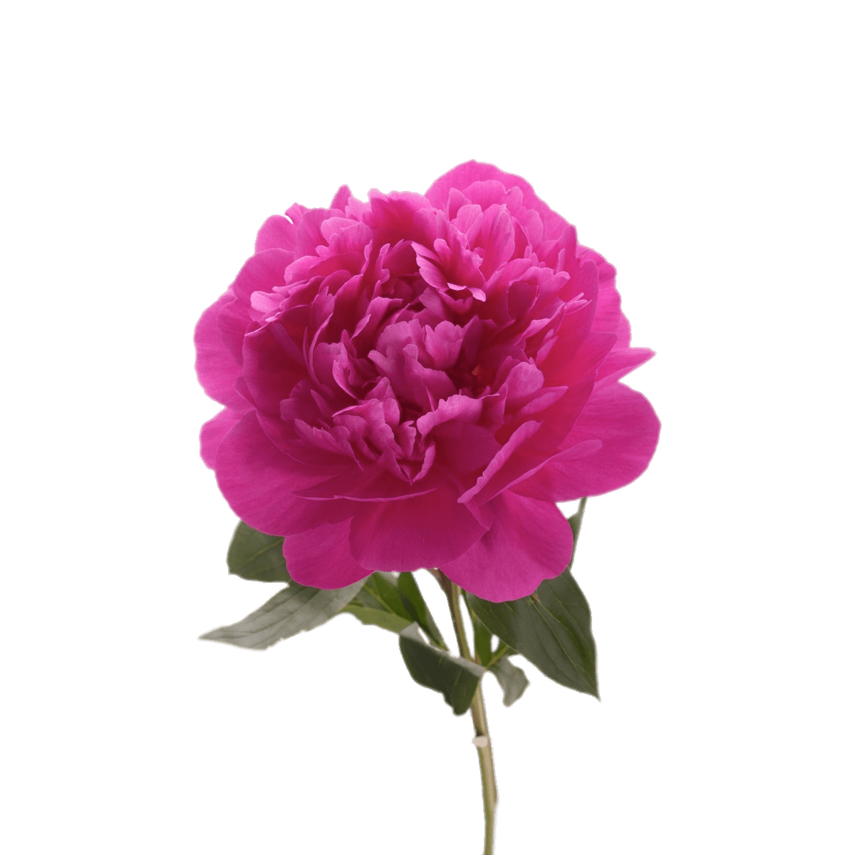 Peonies PNG Background