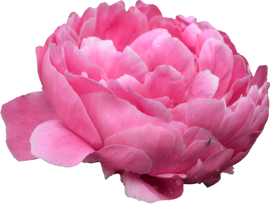 Peonies PNG HD Quality