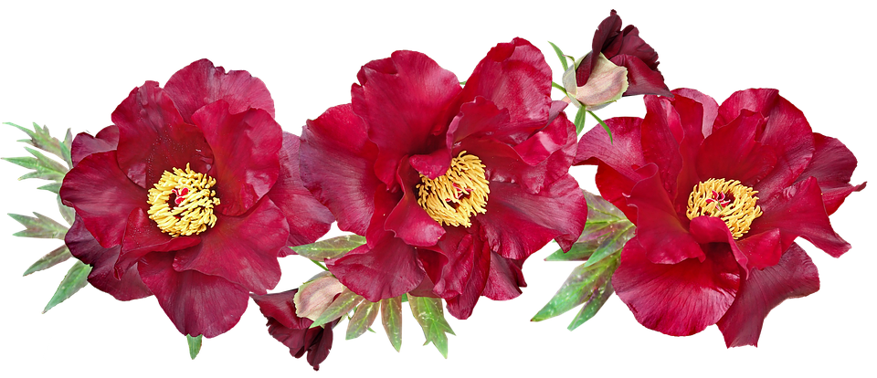 Peonies PNG Images HD